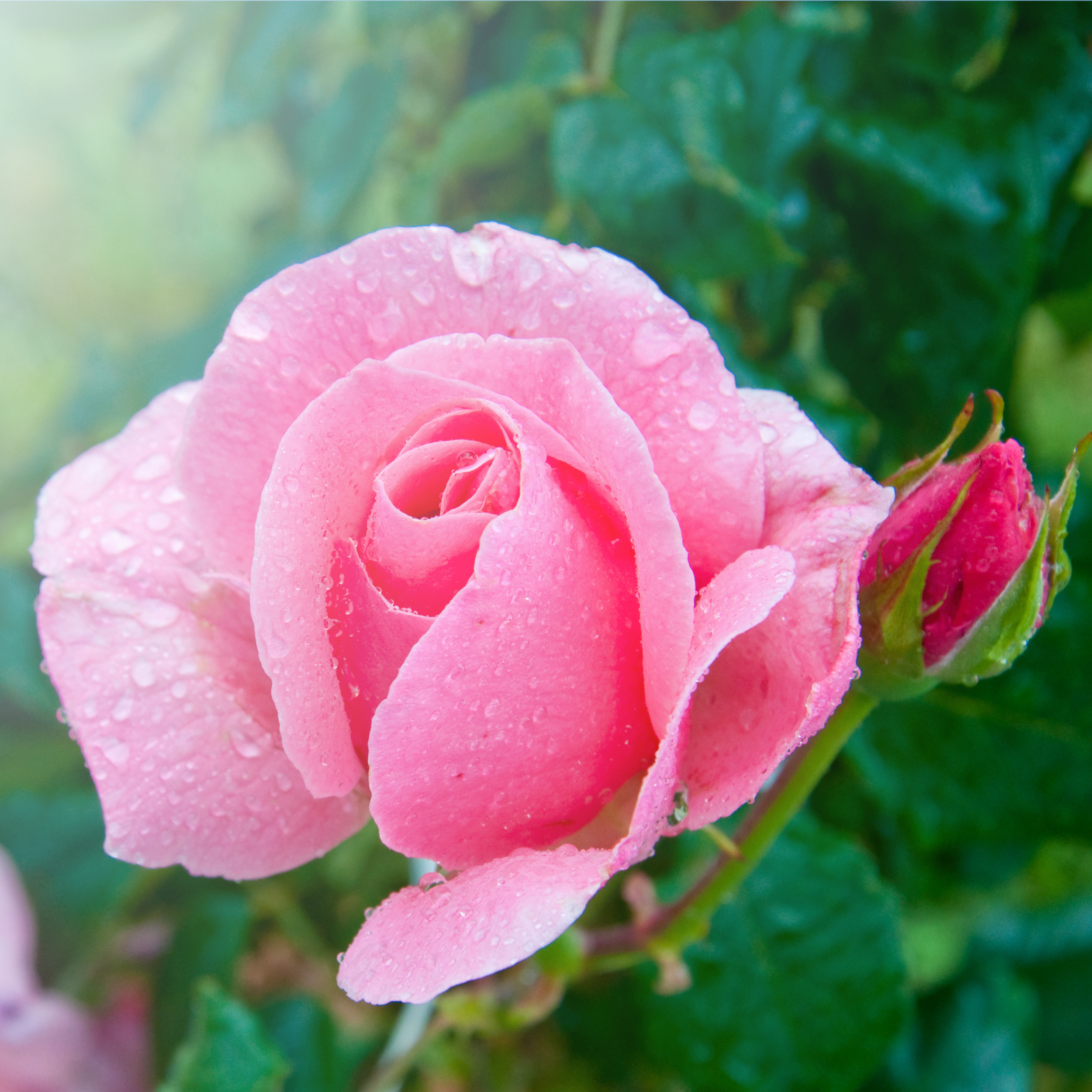 shutterstock_68197711-2-Rose-vista - Angelika Energy TherapyAngelika ...